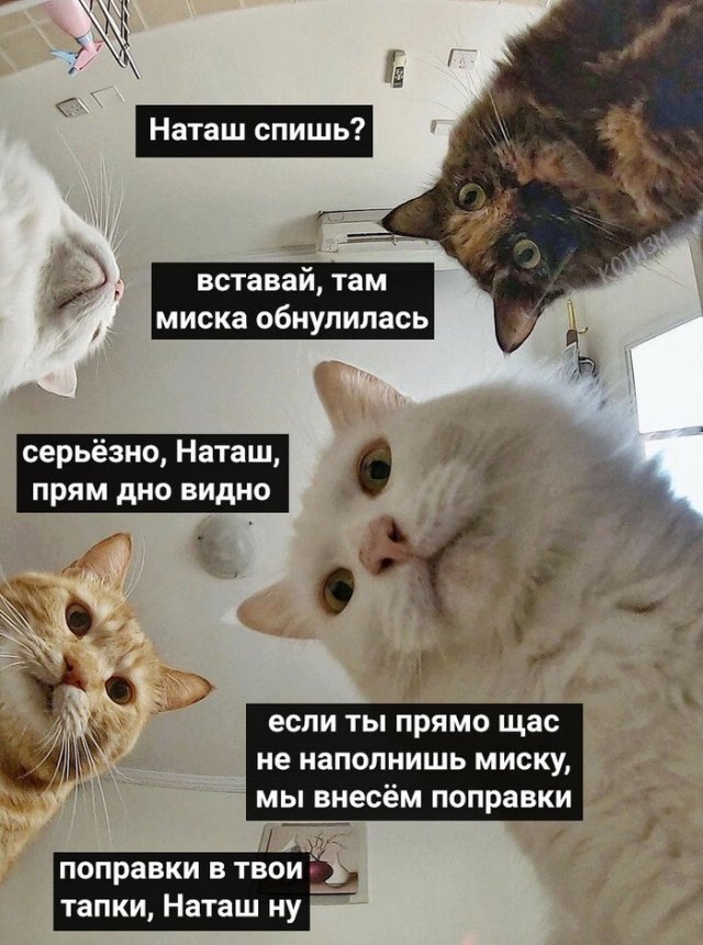 Реакция на результаты голосования по поправкам в Конституцию (15 фото)