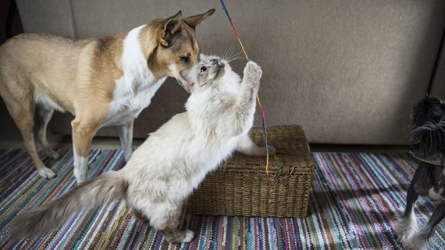 Факты о животных, которые вас удивят (15 фото)