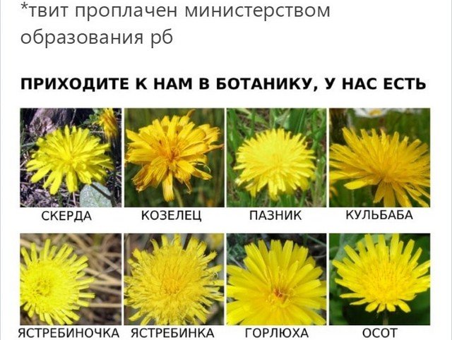 Показали вещи из разных сфер, которые очень сложно отличить (15 фото)