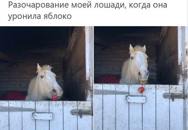 Животные, которые поняли значение слова "провал" (16 фото)