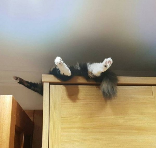 Коты, которые очень устали после трудного рабочего дня (22 фото)