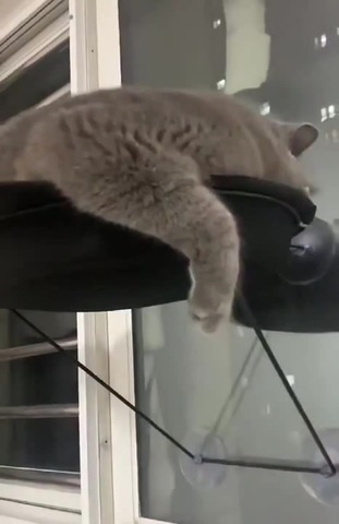 Коты, которые плевать хотели на нормы хорошего поведения (41 фото)