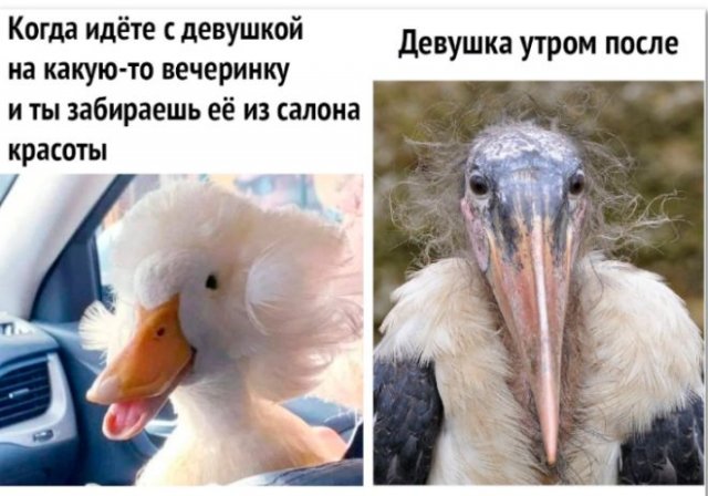 Приколы про девушек (15 фото)