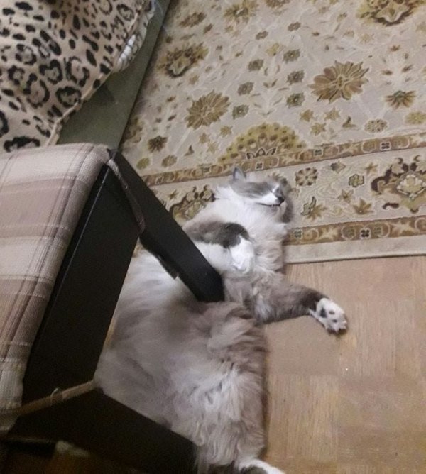 Подборка странных фотографий, на которых все не то (11 фото)