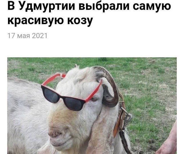 Забавные и странные заголовки и описания из СМИ (15 фото)