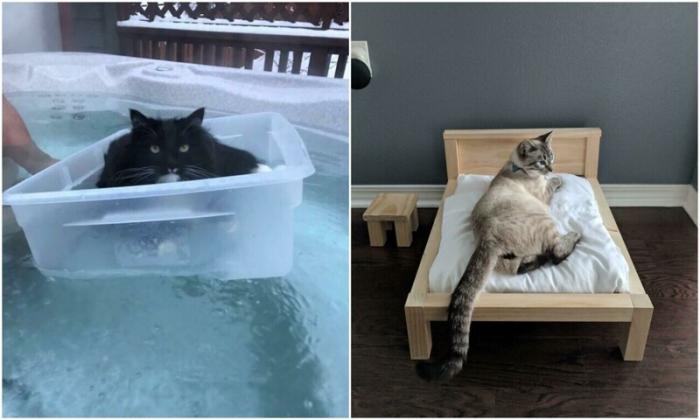 Избалованные котейки которые рады искупаться во внимании (28 фото)
