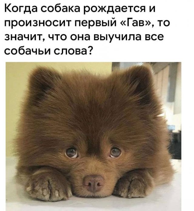 Забавные и странные рассуждения и вопросы от пользователей Сети (15 фото)