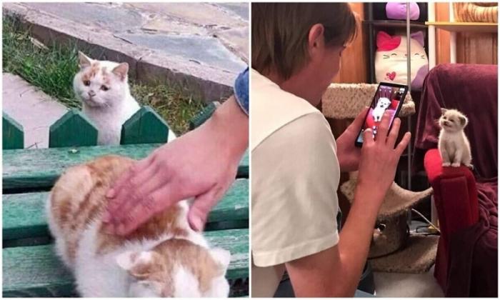20+ смешных котеек, которые подарят добрую порцию позитива (28 фото)