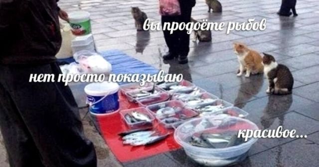 "Вы продоёте рыбов?": новый мем с котиками, который захватил соцсети (15 фото)