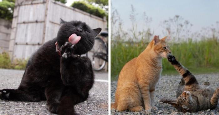 Очаровательные уличные котейки (20 фото)