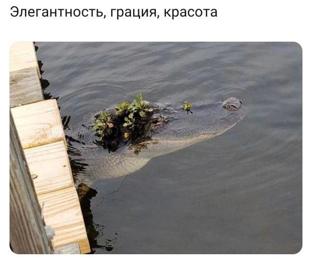 Подборка забавных твитов (15 фото)