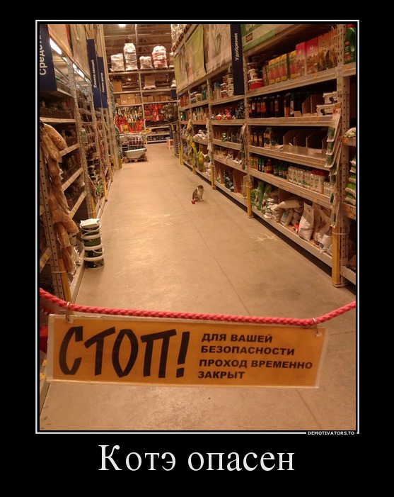 Котэ опасен
