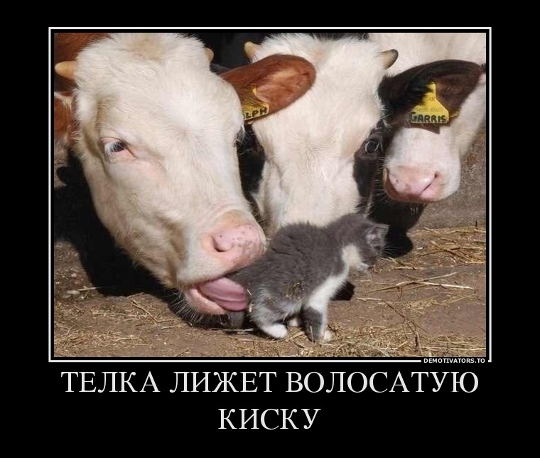 ТЕЛКА ЛИЖЕТ ВОЛОСАТУЮ КИСКУ