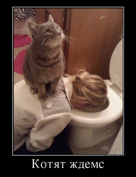 Котят ждемс