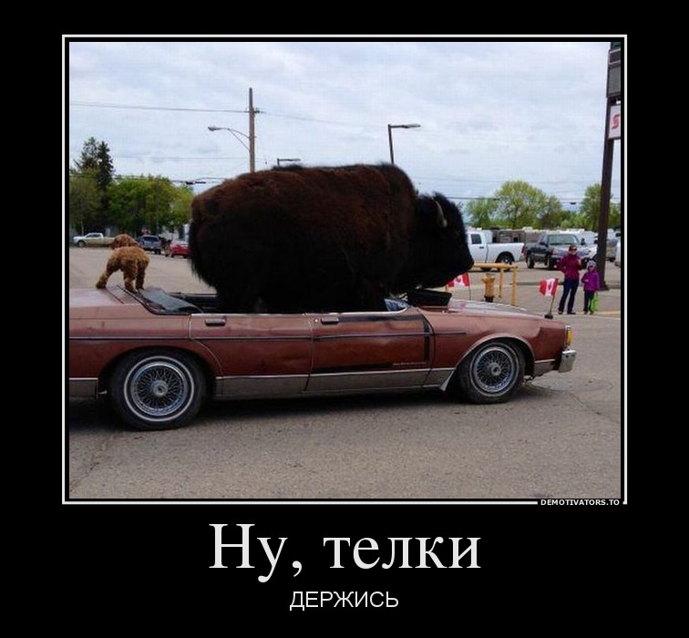 Ну, телки