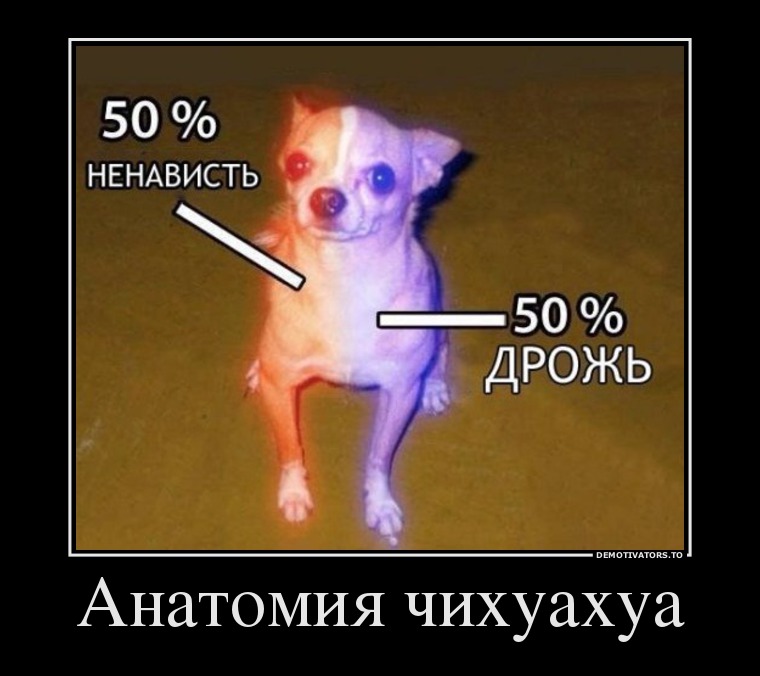 Анатомия чихуахуа