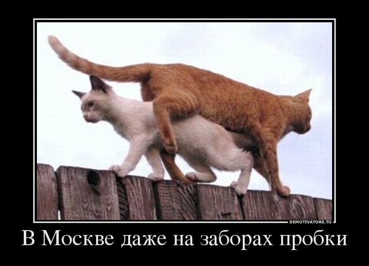В Москве даже на заборах пробки