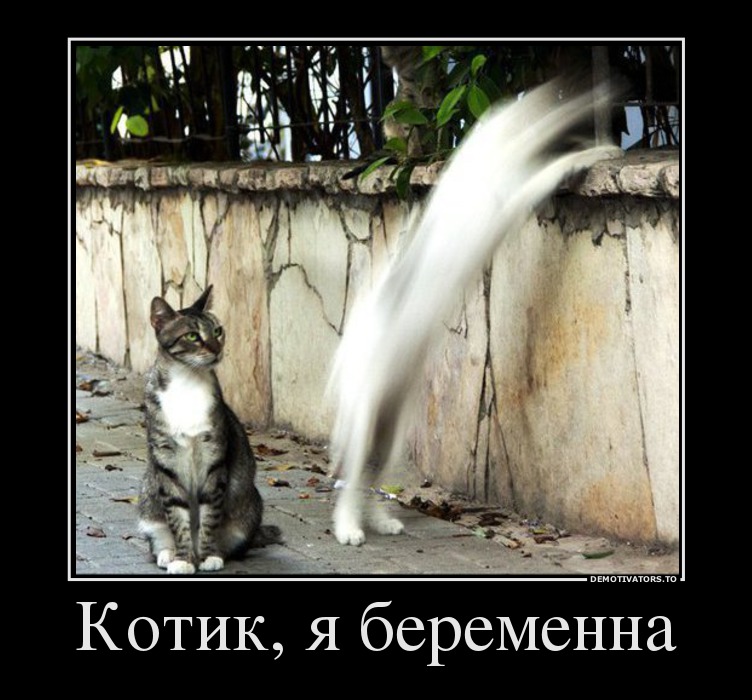Котик, я беременна