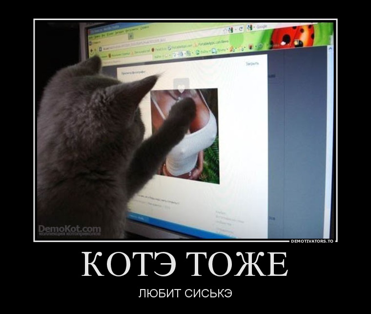 КОТЭ ТОЖЕ