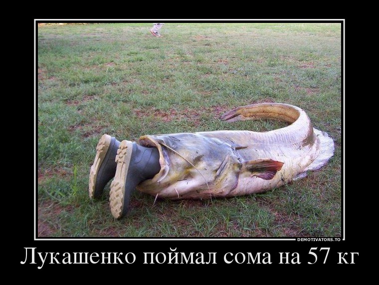 Лукашенко поймал сома на 57 кг