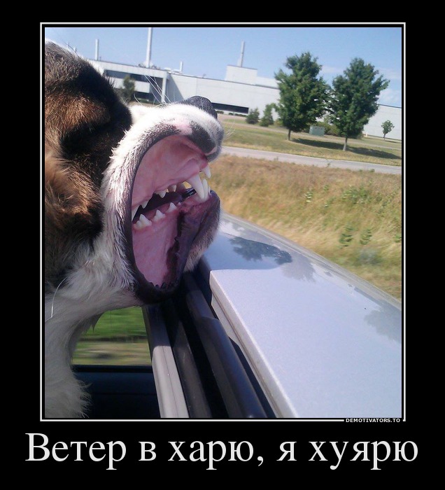 Ветер в харю, я хуярю