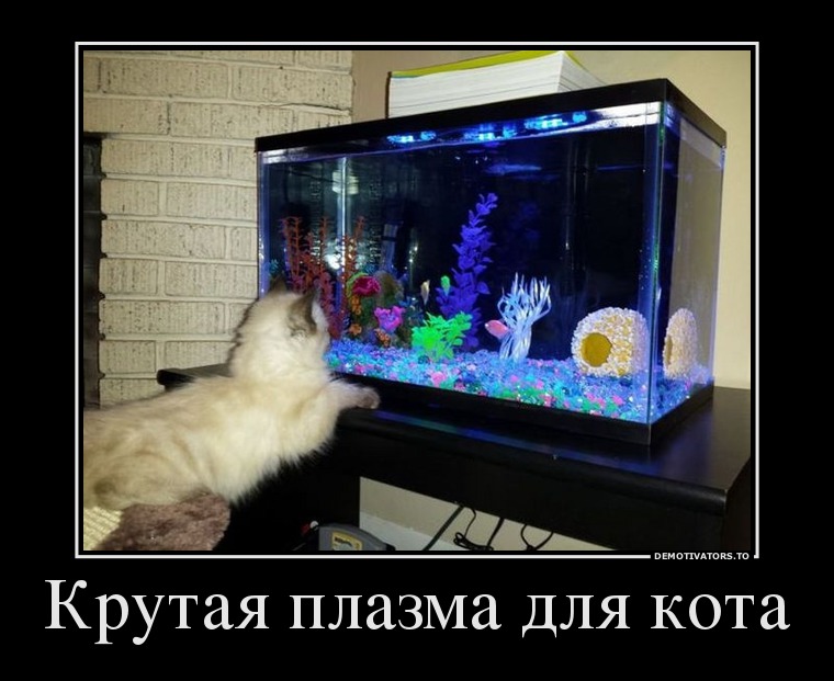 Крутая плазма для кота
