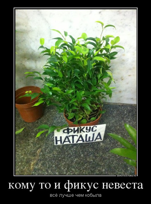 кому то и фикус невеста