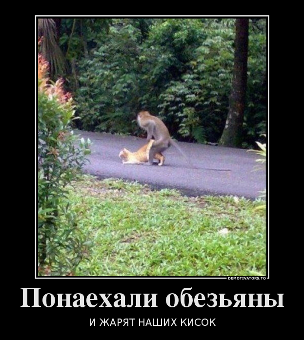 Понаехали обезьяны