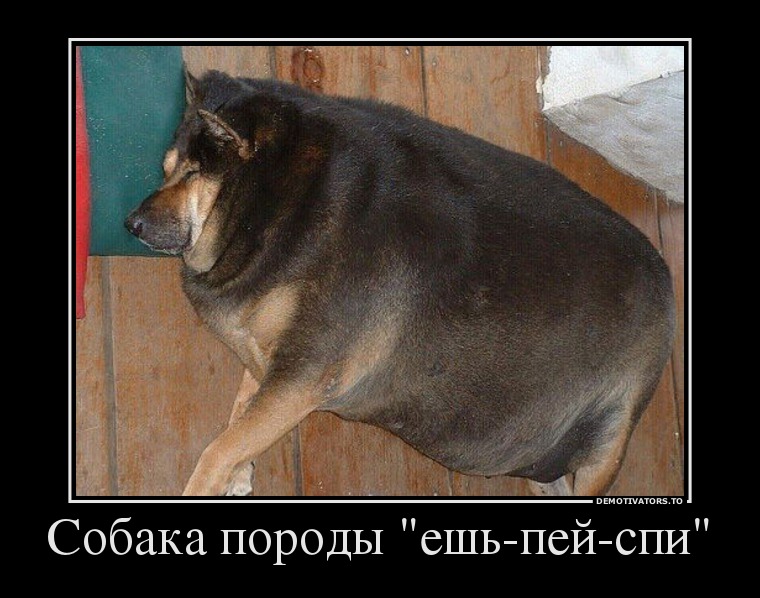 Собака породы "ешь-пей-спи"