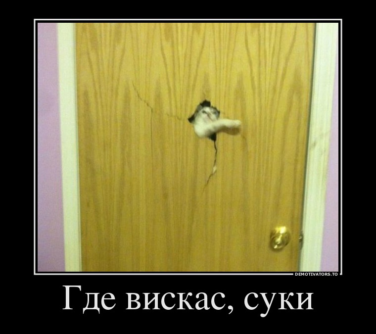 Где вискас, суки