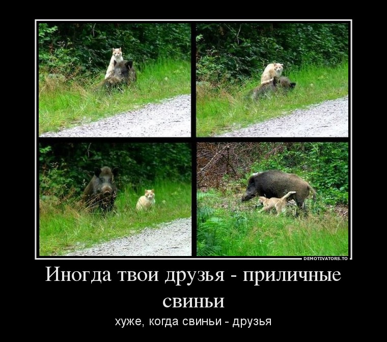 Иногда твои друзья - приличные свиньи