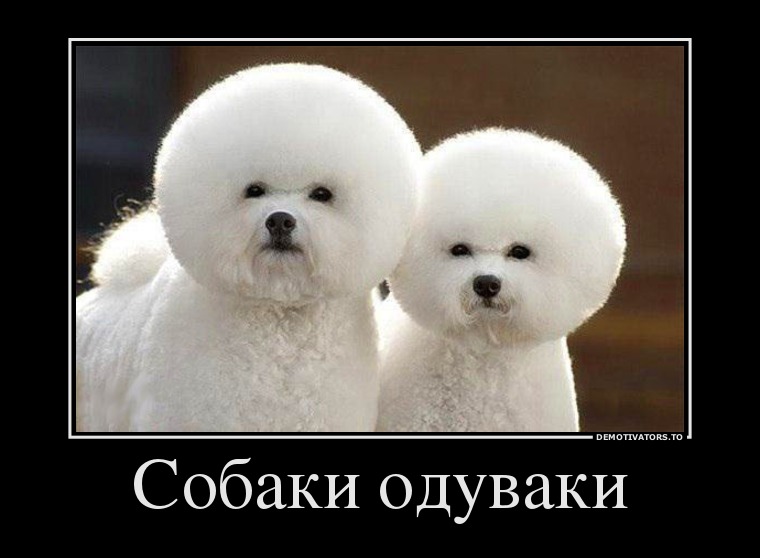 Собаки одуваки