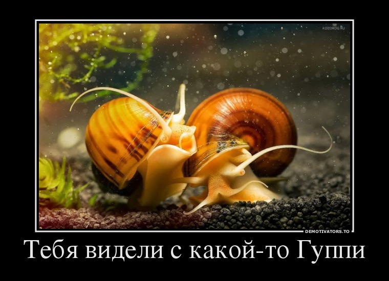 Тебя видели с какой-то Гуппи