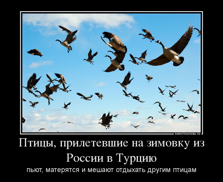Птицы, прилетевшие на зимовку из России в Турцию