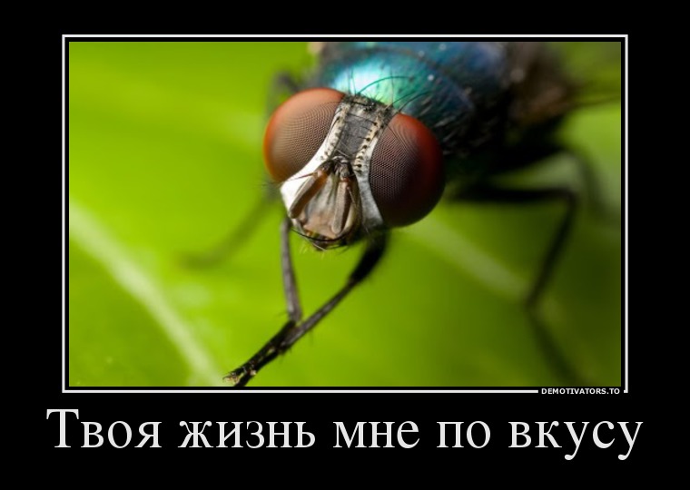 Твоя жизнь мне по вкусу