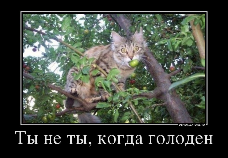 Ты не ты, когда голоден
