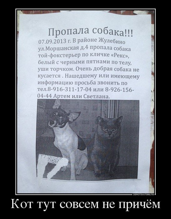 Кот тут совсем не причём