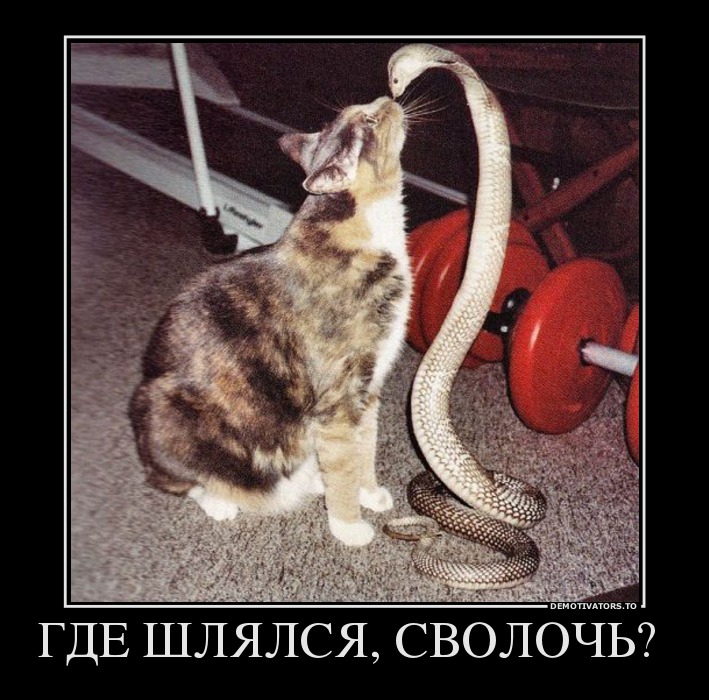 ГДЕ ШЛЯЛСЯ, СВОЛОЧЬ?