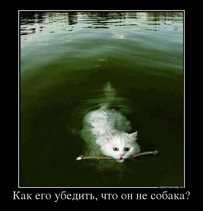 Как его убедить, что он не собака?