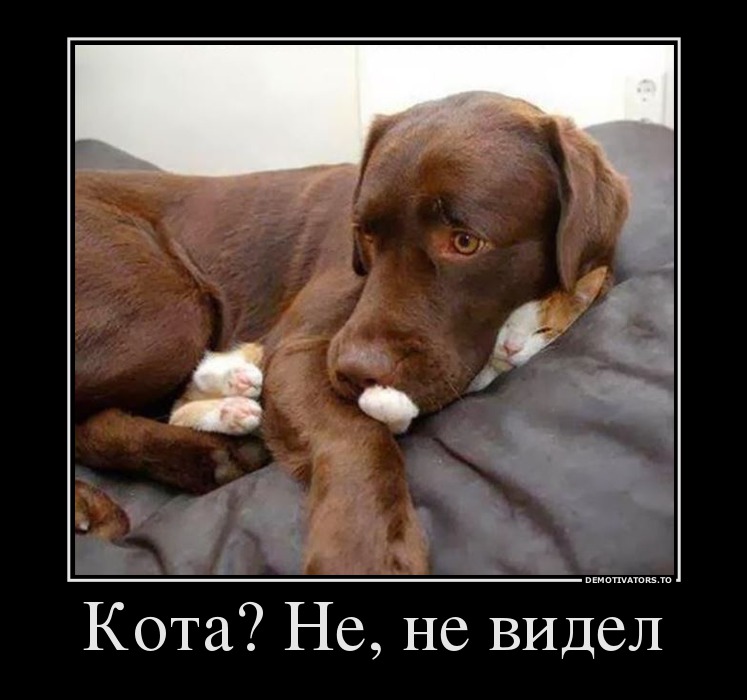 Кота? Не, не видел
