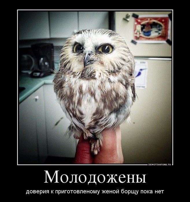 Молодожены