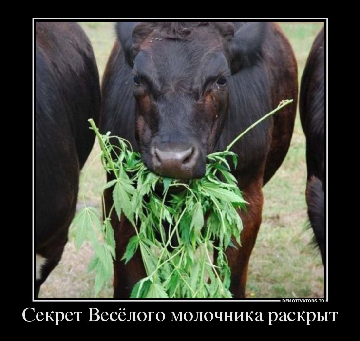 Секрет Весёлого молочника раскрыт