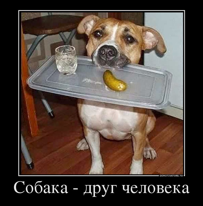 Собака - друг человека