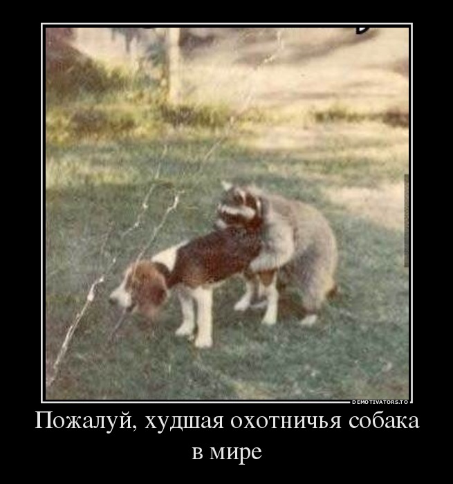 Пожалуй, худшая охотничья собака в мире