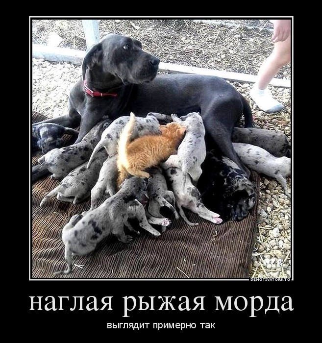 наглая рыжая морда