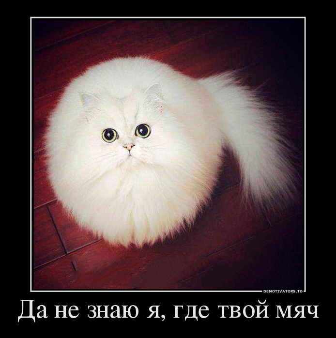 Да не знаю я, где твой мяч