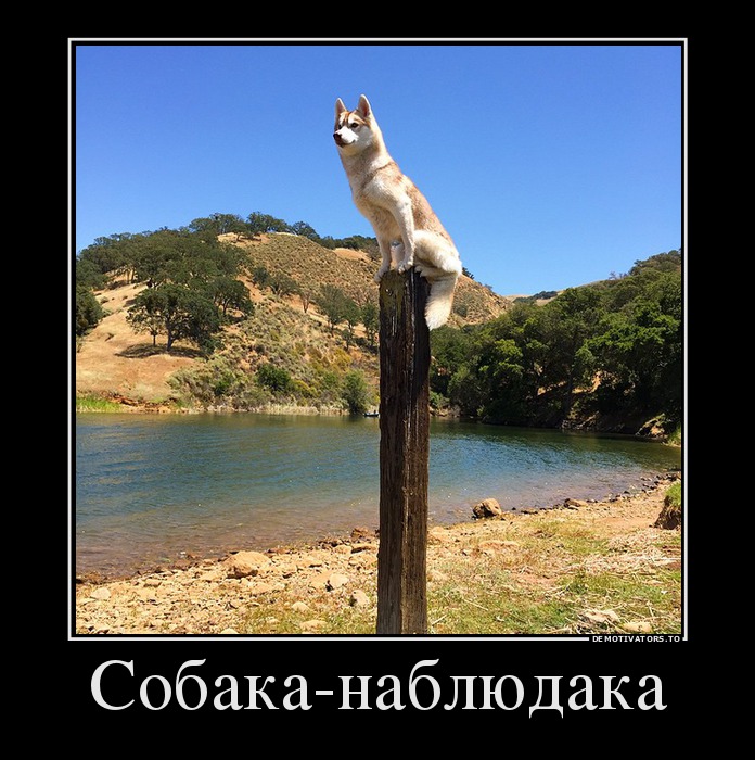 Собака-наблюдака