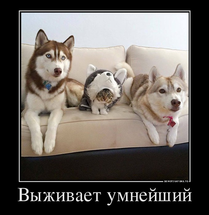 Выживает умнейший
