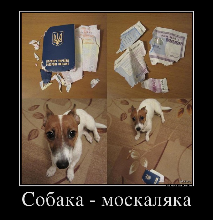 Собака - москаляка
