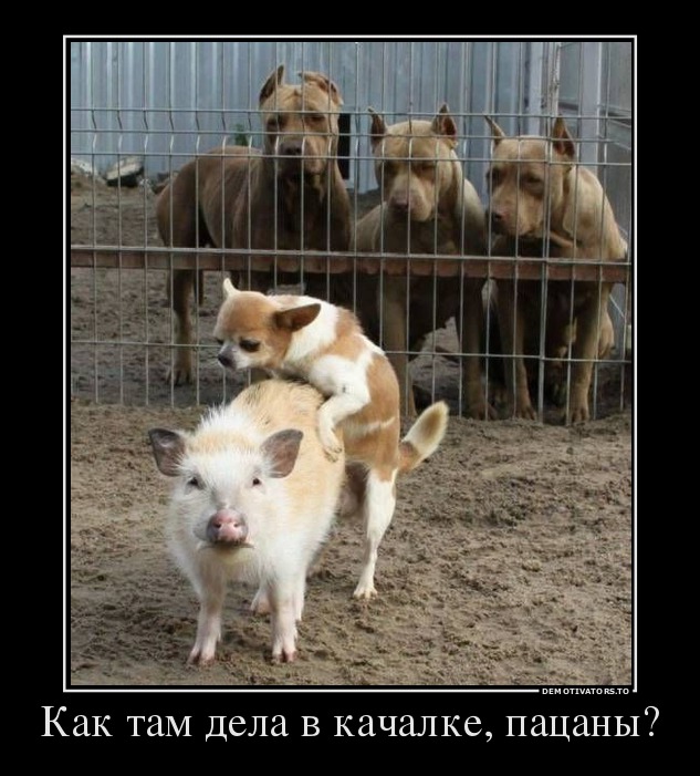 Как там дела в качалке, пацаны?
